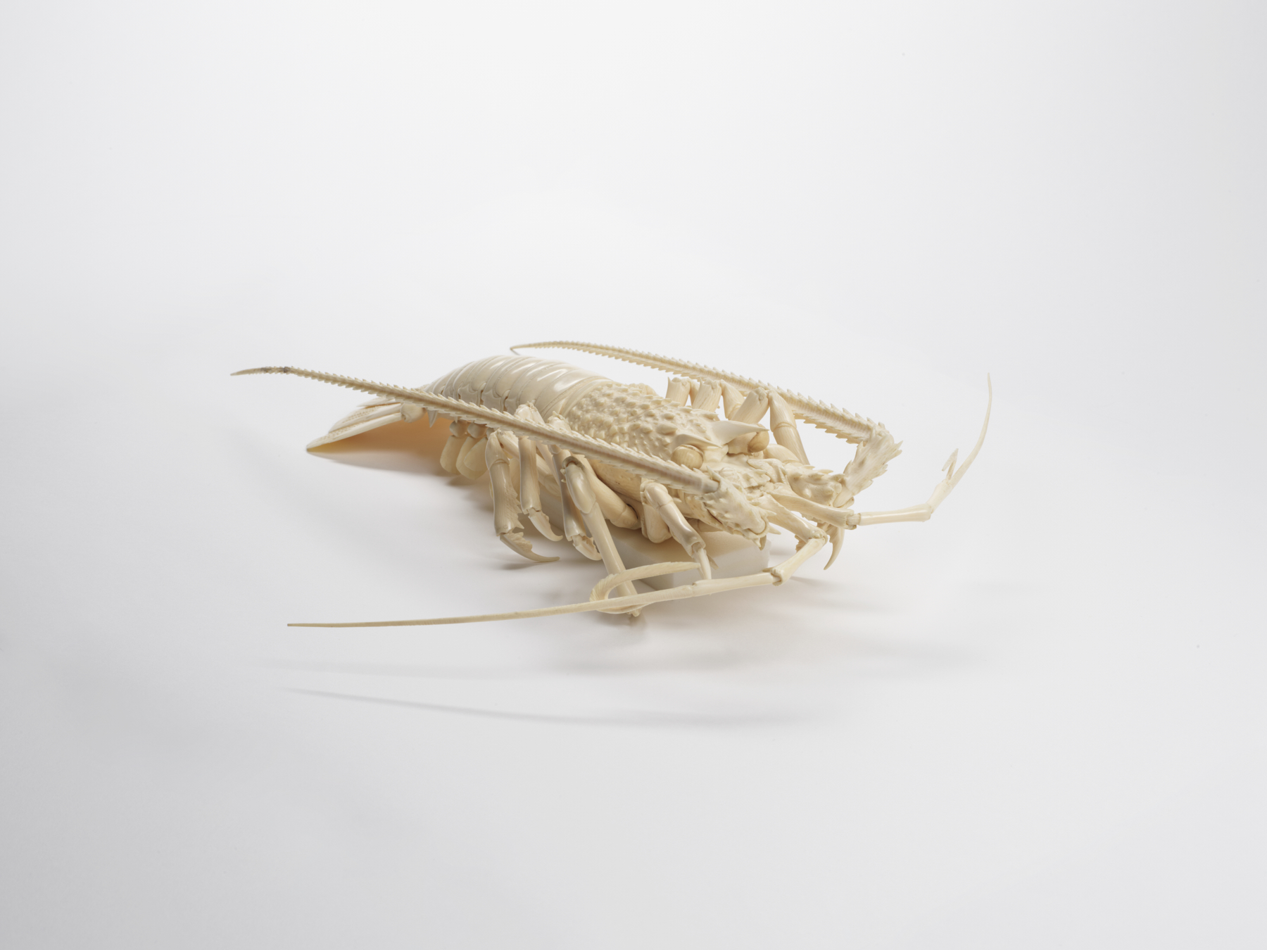 Image for Articulated Spiny Lobster