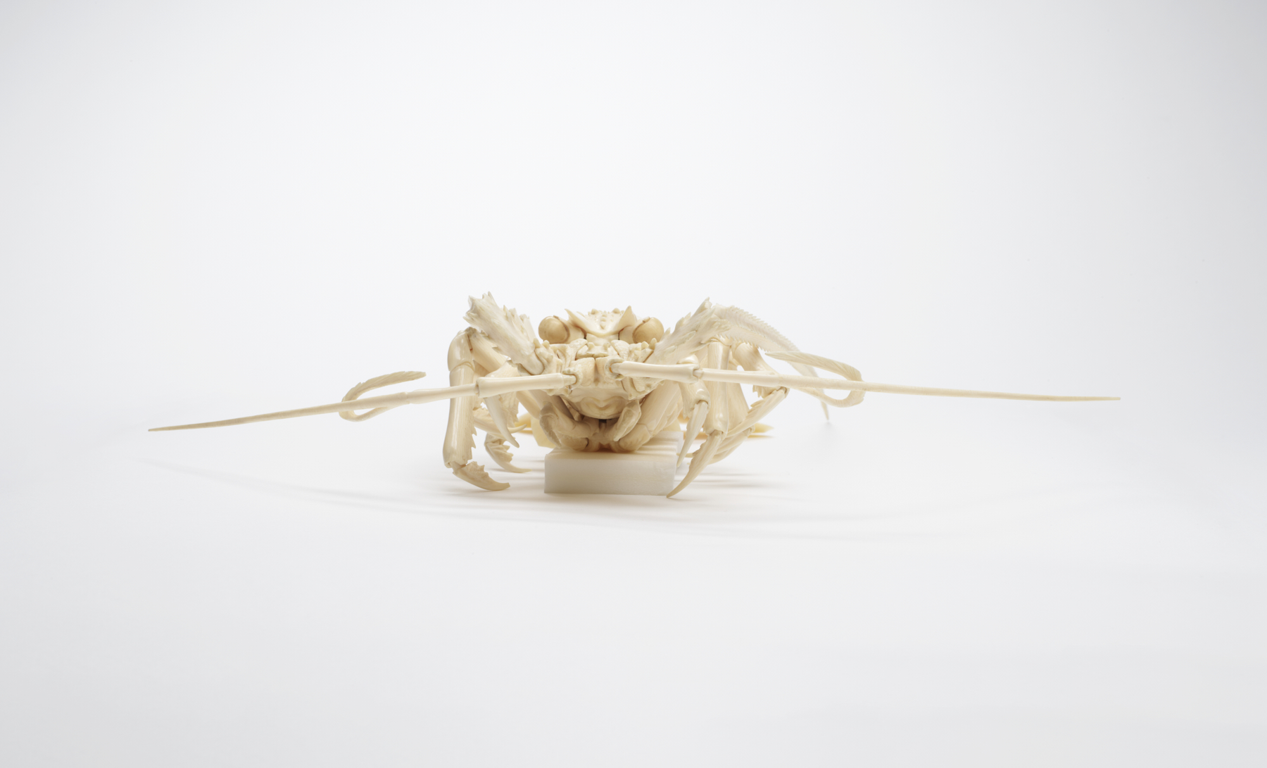 Image for Articulated Spiny Lobster