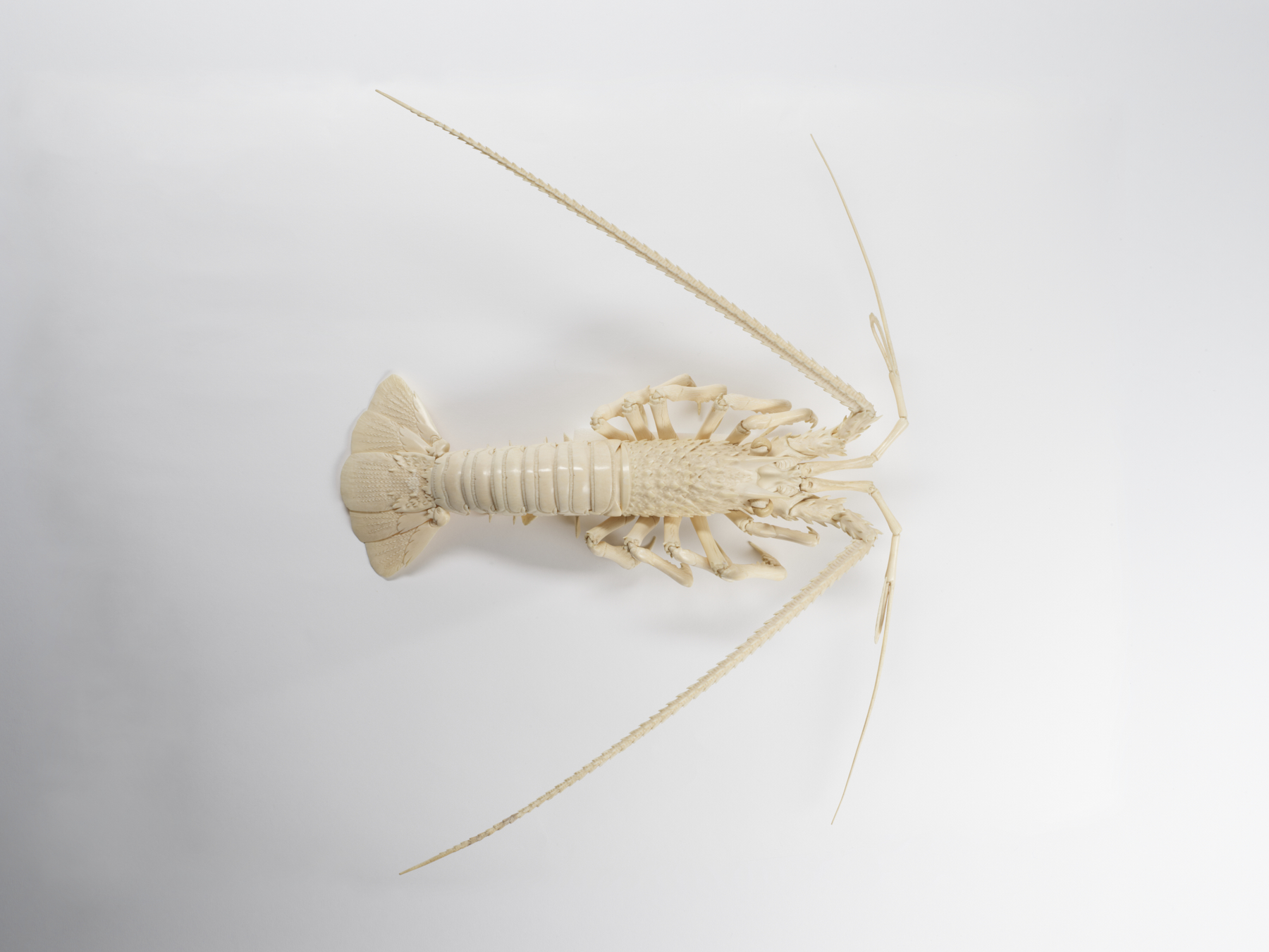 Image for Articulated Spiny Lobster