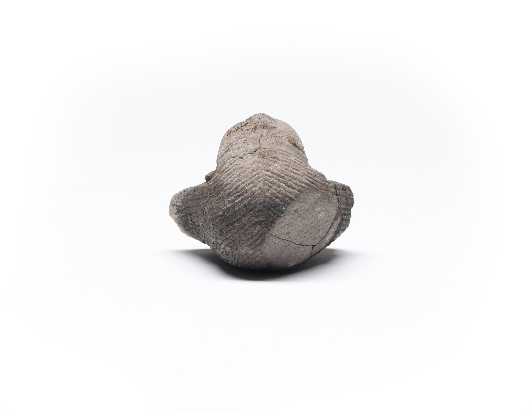 Image for Head