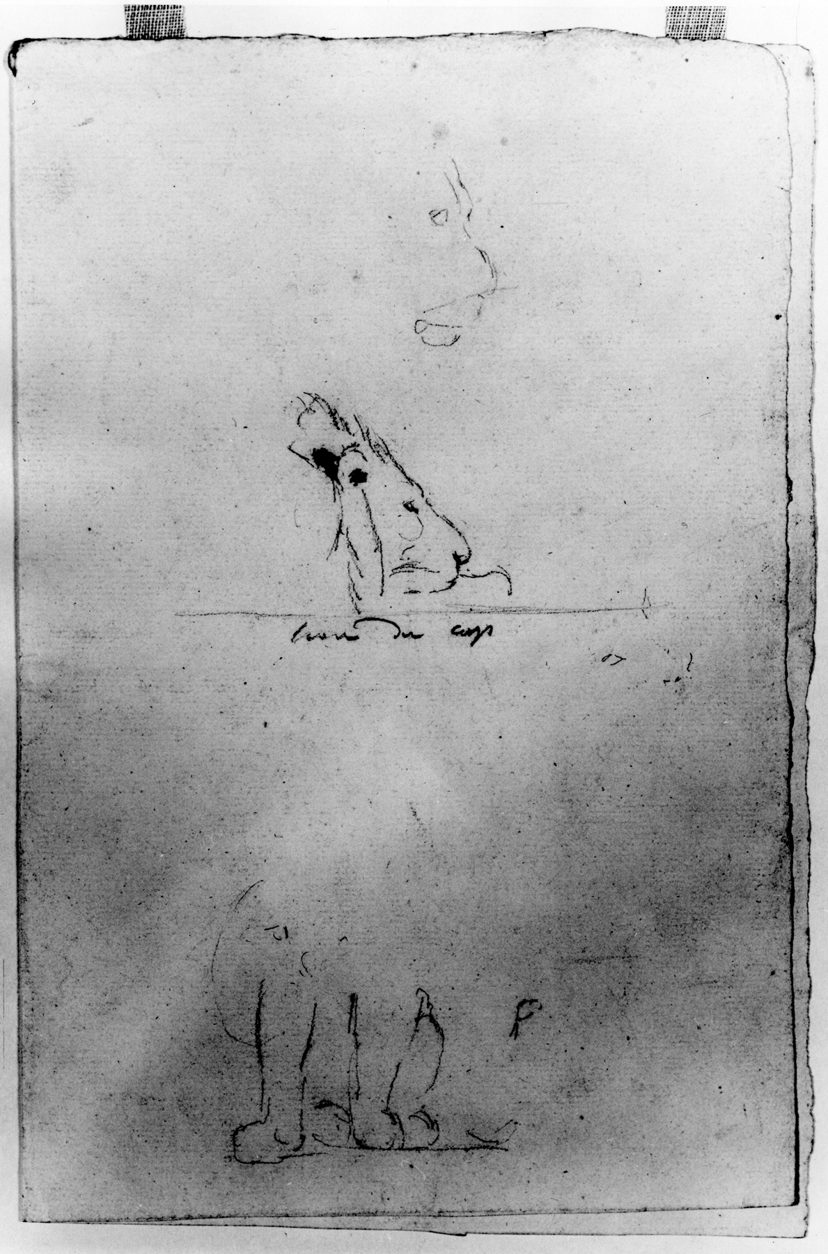 Image for Sketches of lion's head & feet, (a)
