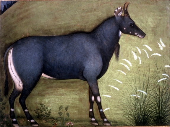 Image for Single Leaf of a Nilgai