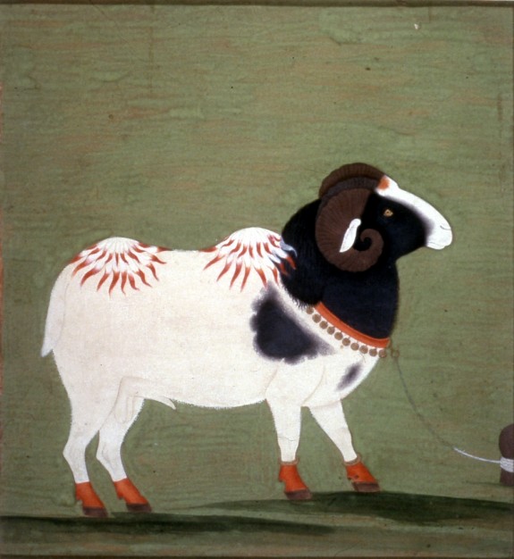 Animal Study: A Ram
