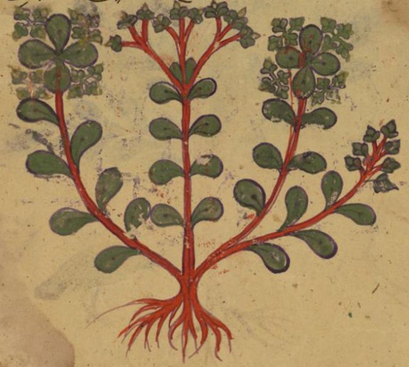 Four Leaves from the Arabic Version of Dioscorides' De materia medica