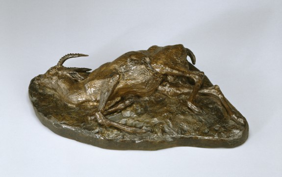 Dead Gazelle