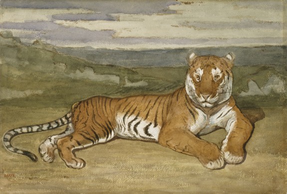 Tiger at Rest