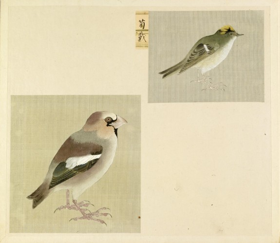 Leaf from Album Depicting Small Birds