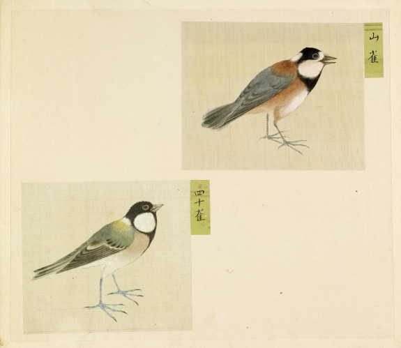 Leaf from Album Depicting Small Birds