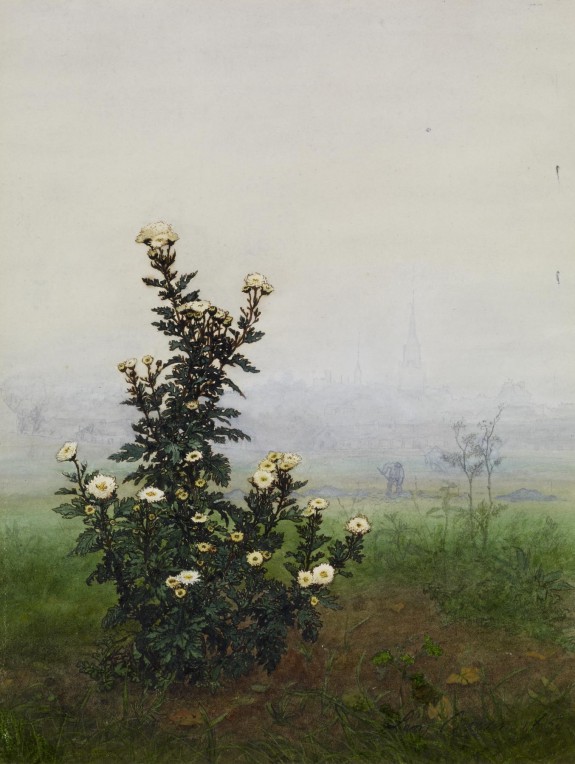 Flowering Chrysanthemum