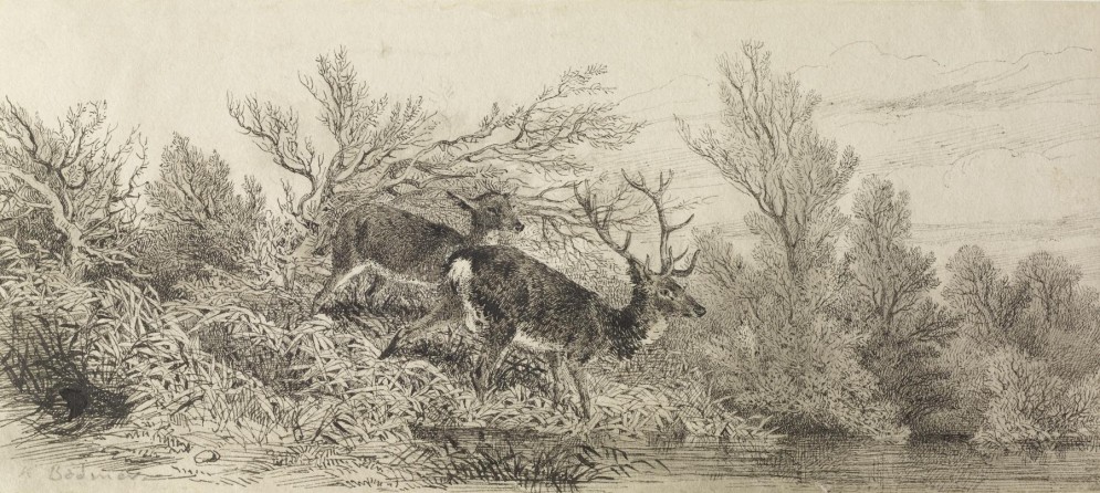 Stag In The Woods