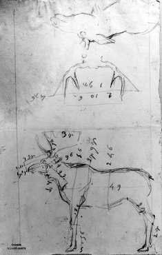Image for Sketch of Elk with Measurements and Antlers