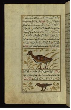 Image for A Turkey and a Bird Called Abu Haruz