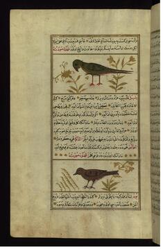 Image for A Parrot and a Nightingale