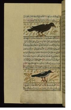 Image for An Eagle and a Magpie
