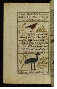 Image for An Indian Bird Called Quqis and a Crane