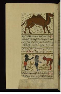 Image for A Camel and Three Strange Single-handed and Single-legged Creatures