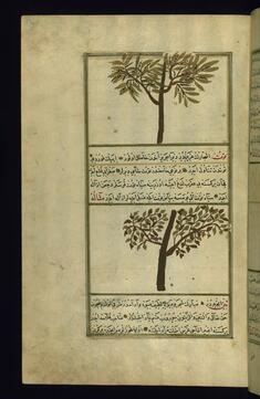 Image for A Tree Called Tanuth and a Mulberry Tree