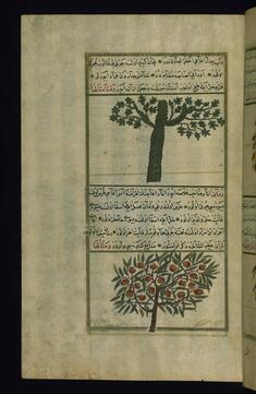 Image for A Plane Tree and a Pomegranate Tree