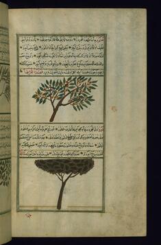 Image for A Pine Tree and a Terebinth Tree