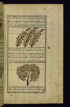 Image for Fruit (Ghabira) of a Tree Called Ghabra and a Poplar Tree (Gharab)