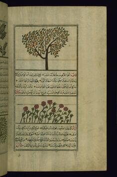 Image for A Pear Tree and Laghiyah Plants