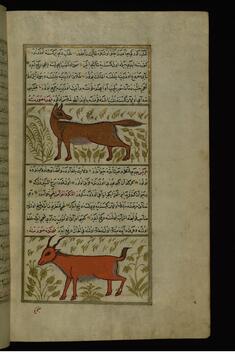 Image for A Fox and a Young Billy Goat