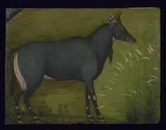 Image for A Nilgai