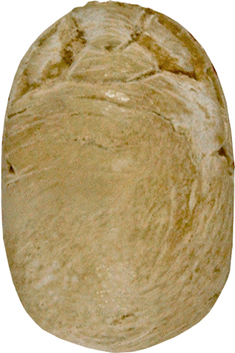 [Image for Canaanite]