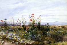 Image for Wildflowers with a View of Dublin Bay from Kingstown