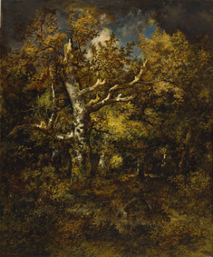 Image for Forest of Fontainebleau, Autumn