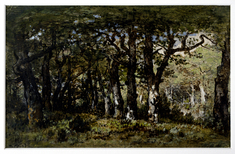 Image for Edge of the Forest
