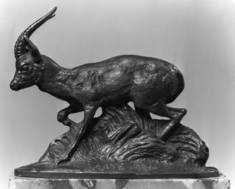 Image for Gazelle of Ethiopia
