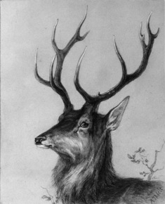 Image for Head Of A Stag