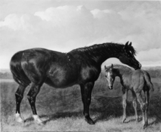 Image for Mare with Foal