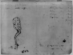 Image for Study of a snake;various notes