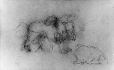 Image for Study of lion, etc.