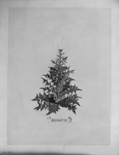 [Image for C. M. B.]