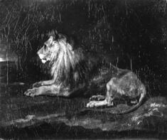 Image for Lion in Repose