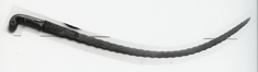 Image for Sword ("Shamshir")