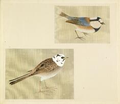 Image for Leaf from Album Depicting Small Birds