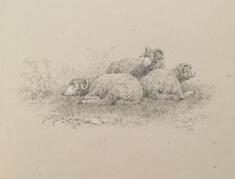 Image for Merino Sheep