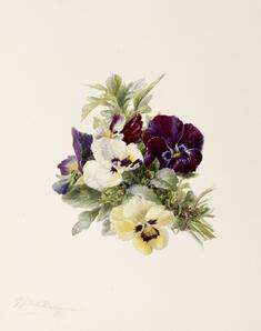 Image for Pansies