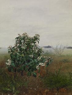 Image for Flowering Laurustinus in front of a Landscape