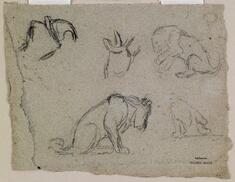 Image for Sketches of a Lion