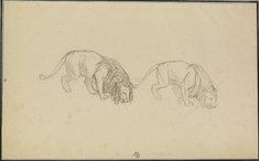 Image for Study of Lions
