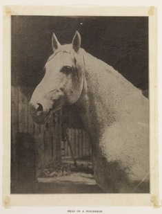 Image for The Percheron Horse