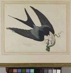 [Image for John James Audubon]