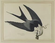 [Image for John James Audubon]