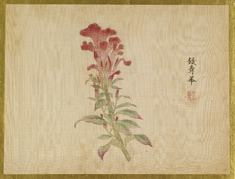 Image for Coxcomb Flower