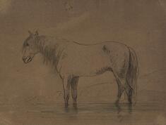 Image for Horse Standing in Water